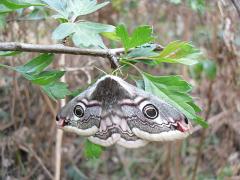 19 Emperor moth